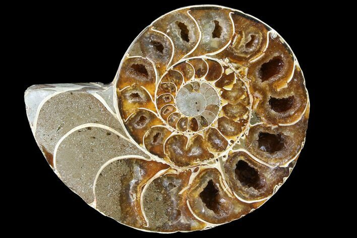 Thick Ammonite (Anapuzosia) Fossil Half #88039